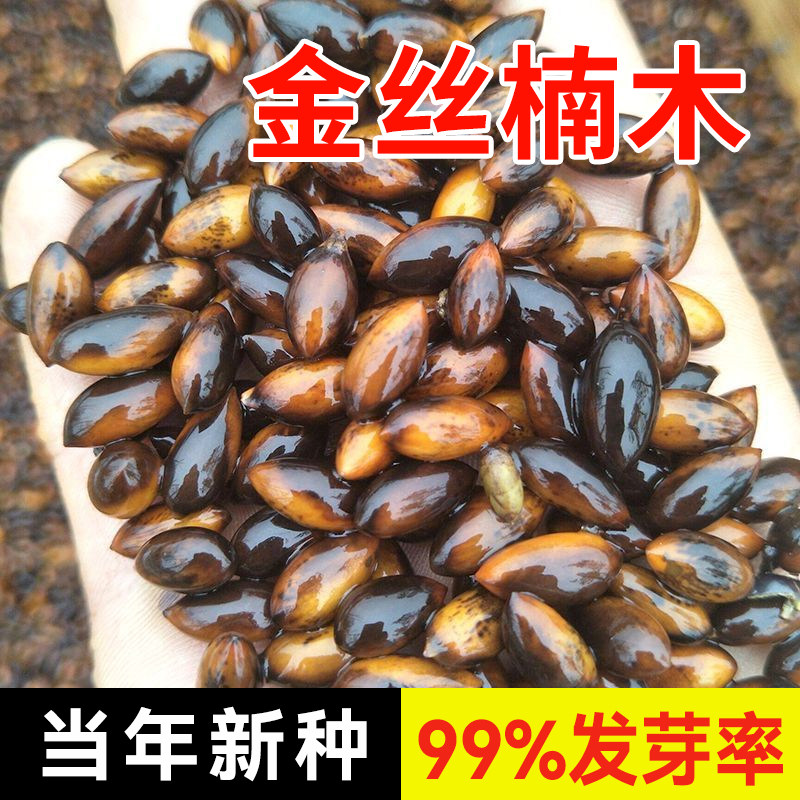 正宗金丝楠木树苗种子四川