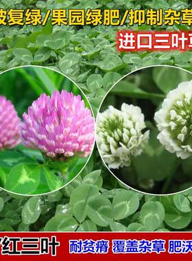 进口草坪种子暖季型草籽红花酢浆草三叶草白花三叶草四季种籽