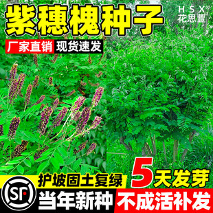 紫穗槐种子四季常青护坡固土多年生灌木种籽绿化工程边坡草籽