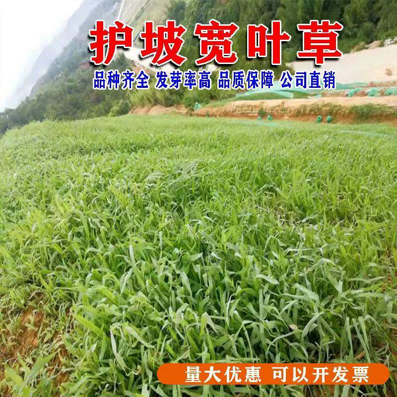百喜草种子宽叶雀稗籽道路