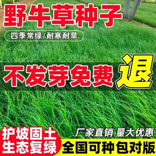 护坡固土野牛草草籽水土保持草种籽四季常青耐旱耐寒草籽生态修复