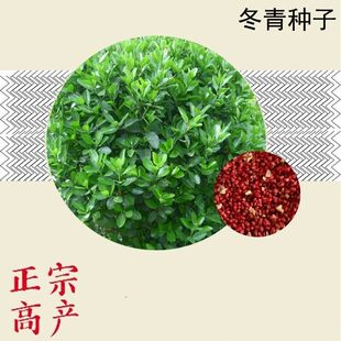 冬青种子 卫矛种子 大叶黄杨 日本冬青 冬青卫矛 北海道黄杨种子