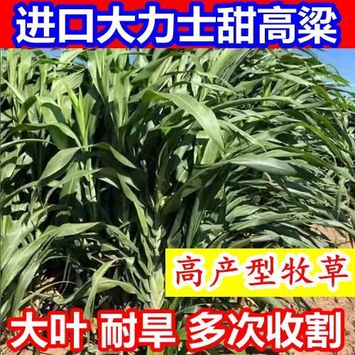 甜高粱种籽喂羊的饲料草畜牧