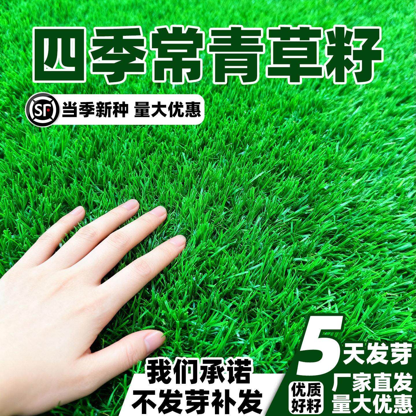 草坪草籽地毯草庭院绿化耐寒护坡固土狗牙根矮生高羊茅黑麦草种子