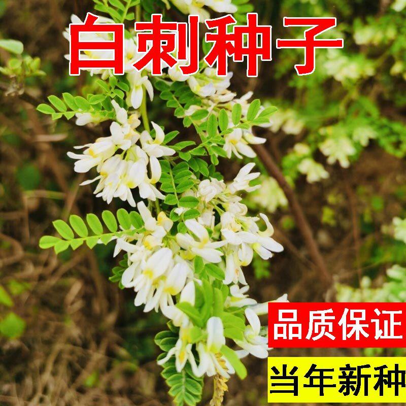 白刺花种子狼牙苦铁马胡烧