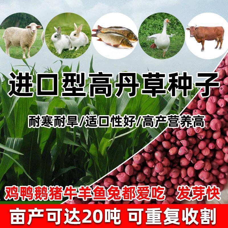 进口高丹王草种子苏墨西哥