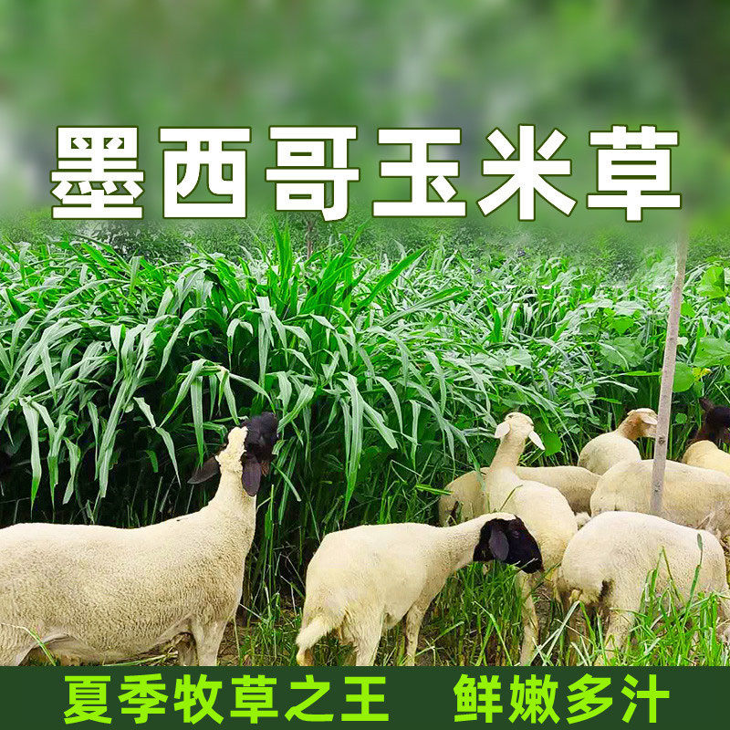 墨西哥玉米草种籽牧子养牛