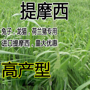 提摩西草籽兔子草种子豚鼠荷兰猪宠物多年生龙猫尾草养殖牧草种子
