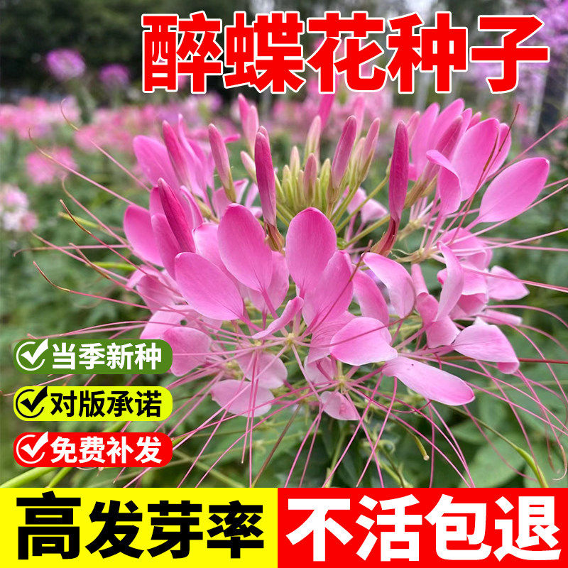 醉蝶花种子100粒紫龙须凤图片