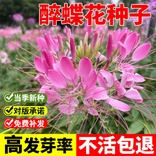 醉蝶花种子100粒紫龙须凤蝶草蜘蛛花籽花坛室外阳台盆栽春季播