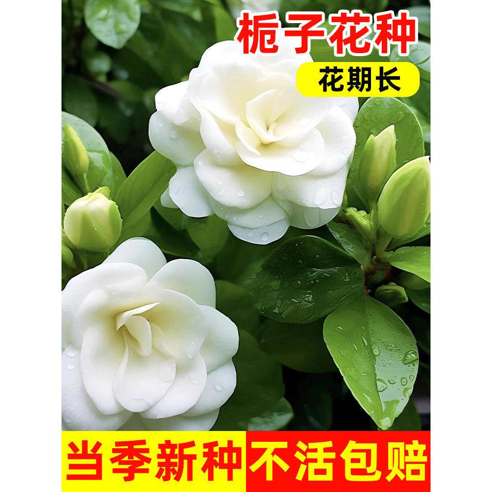 栀子花种四季播开植物易活