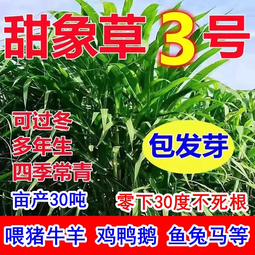进口耐寒大叶无毛甜象草3
