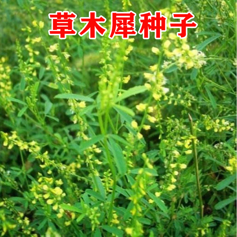 【草木樨种子】耐旱寒瘠薄
