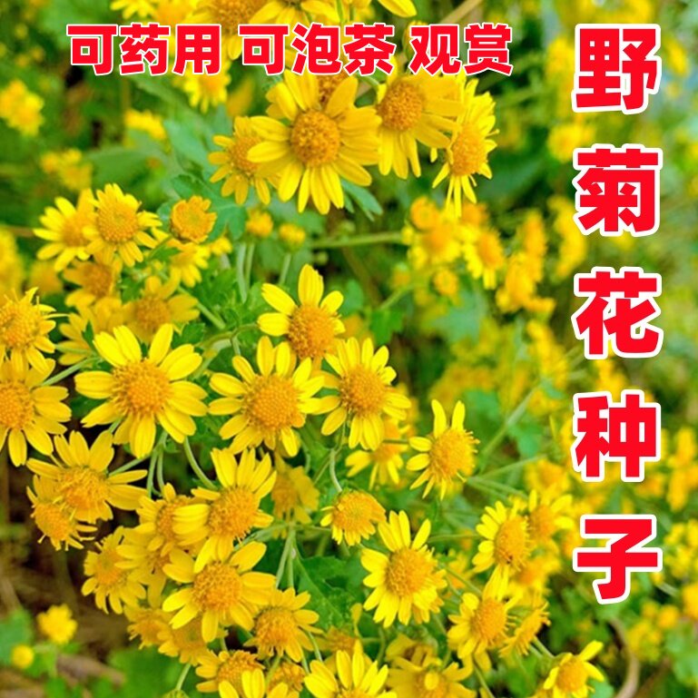 特级野黄菊花种子多年卉孑