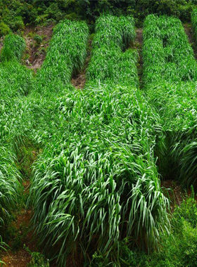 冬天黑麦多年生牛羊四季青草种籽