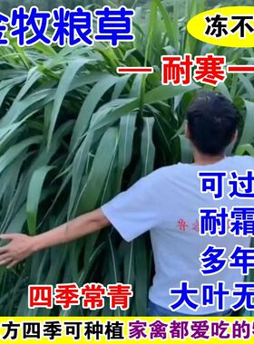 金牧粮草耐寒一号牧草王种子冻不死多年生冬天牛羊吃的鱼饲料草籽