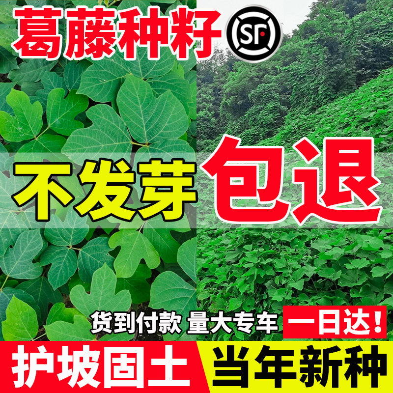 葛藤种籽本油麻爬山虎牵牛