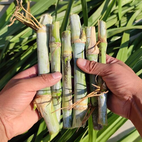 台湾甜象草3号种节耐寒巨菌子