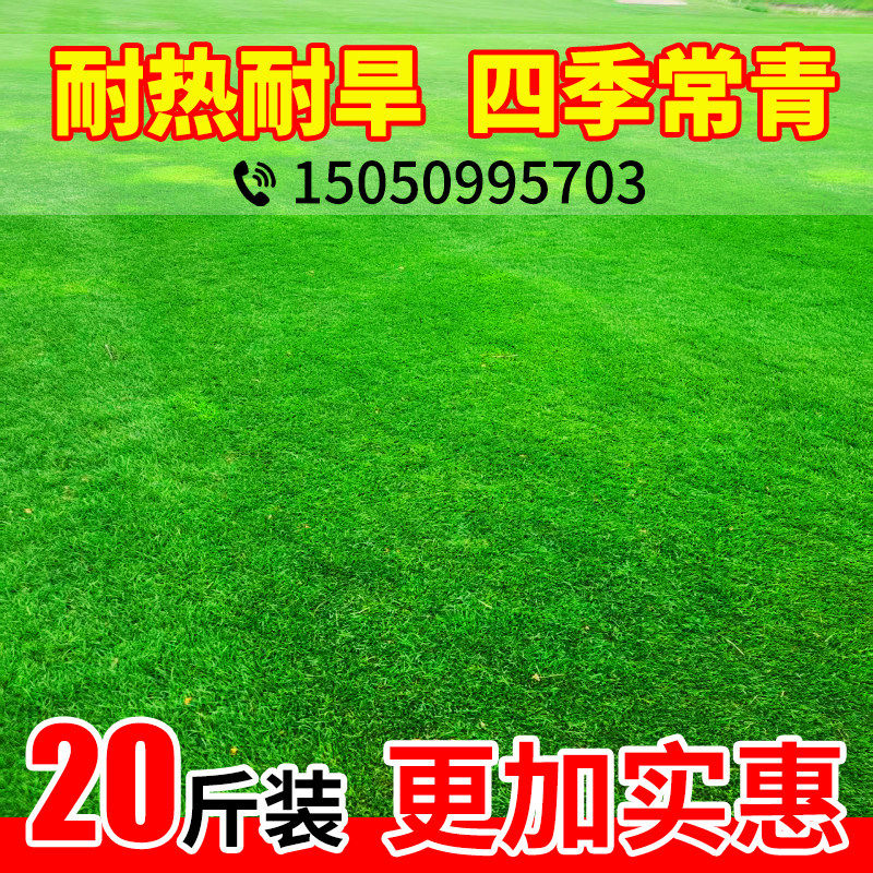 草坪草籽四季常青地毯草庭院绿化黑麦草狗牙根护坡固土草子种籽孑