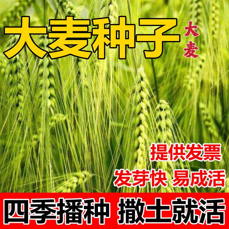 大麦种子高产型籽绿肥农作