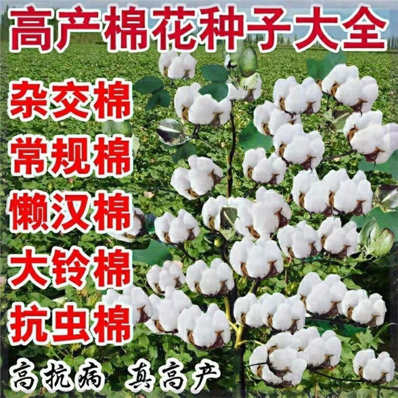 千斤懒汉棉花种子高产国