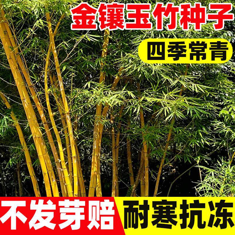 金镶玉竹子种四季常青苗庭
