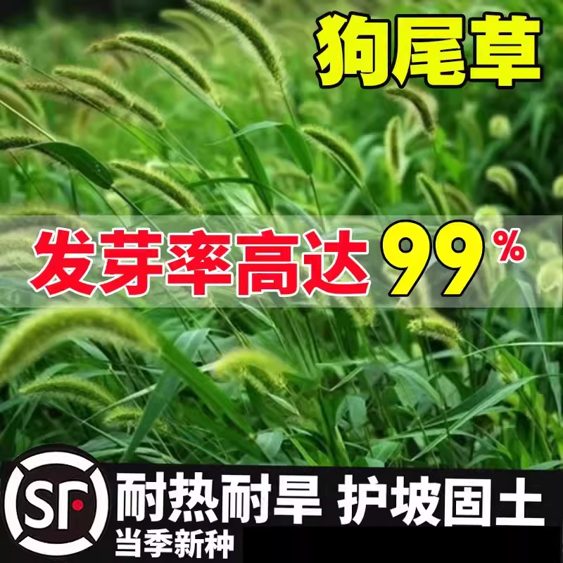 狗尾巴草籽矿山复绿野种子