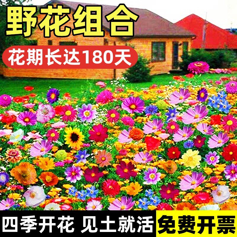 野花组合波斯菊格桑种籽子