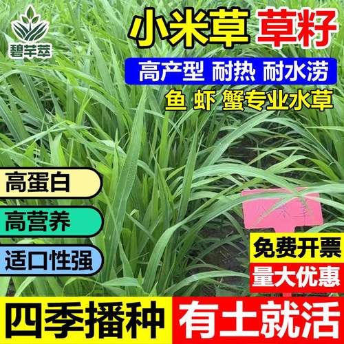 进口小米草籽水鱼虾蟹牧种