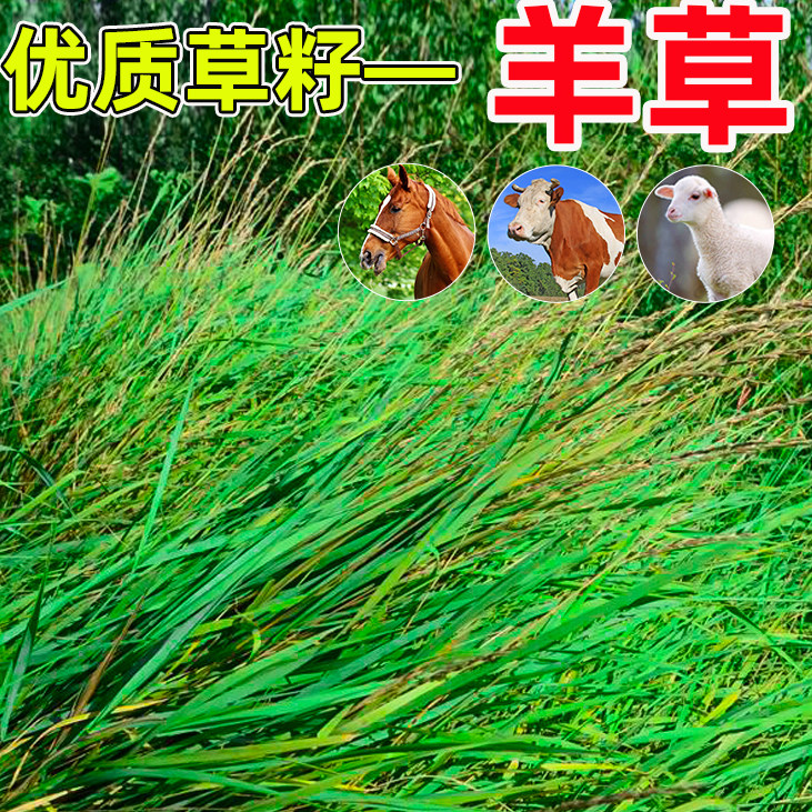 羊草种籽无芒雀麦披碱茅红
