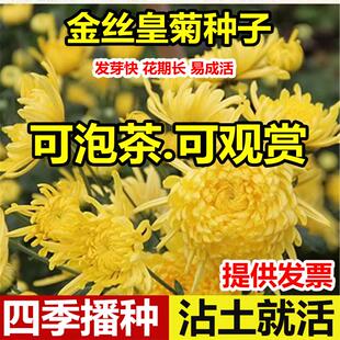 特级金丝皇菊花种子籽食用泡茶贡菊庭院黄菊野生杭白菊野菊花种子