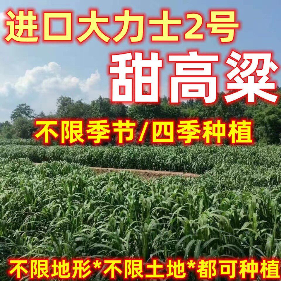 甜高梁种子饲用粱牧草多年生