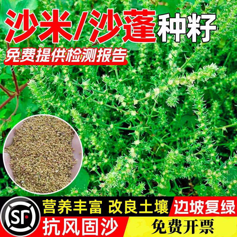 沙米种子多年生荒漠植被绿