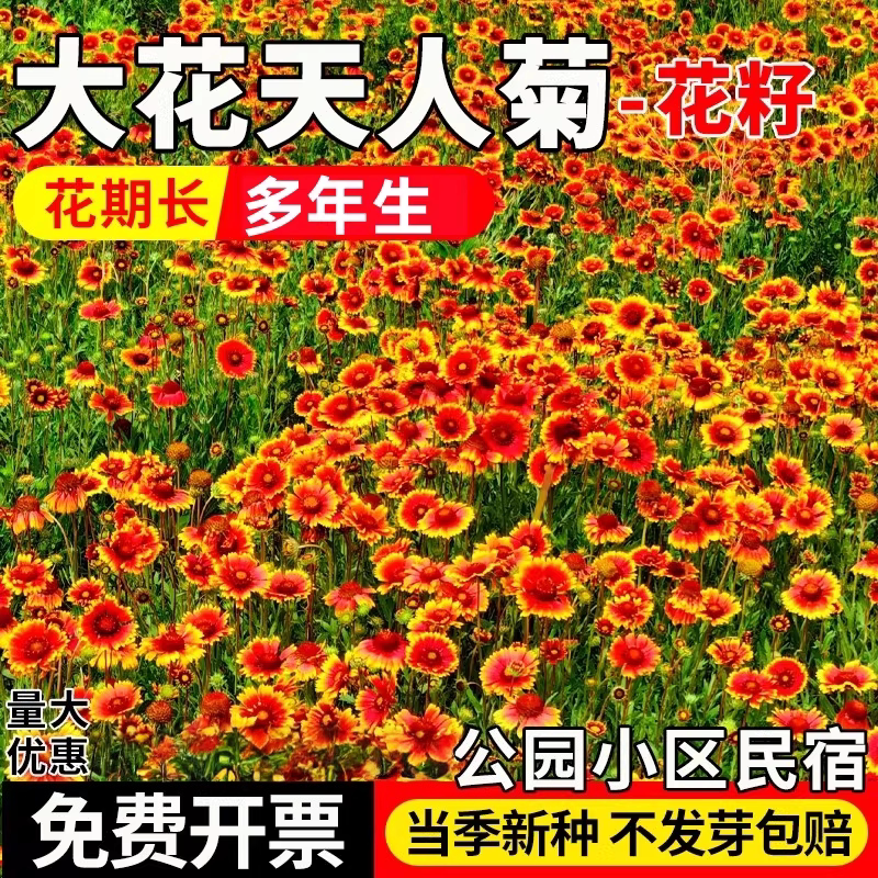 天人菊花籽四季播种宿根大