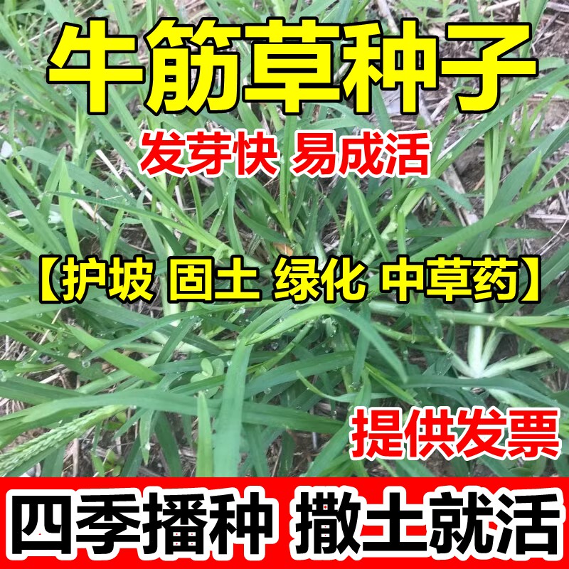 牛筋草种子籽牧野老驴拽护