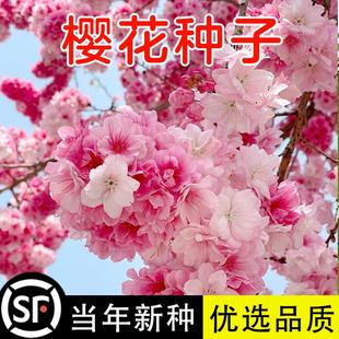 正品 日本樱花种子 树种子红樱花种子 粉色樱花 白色樱花 包邮