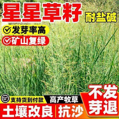 星草种籽抗风沙耐旱贫瘠盐