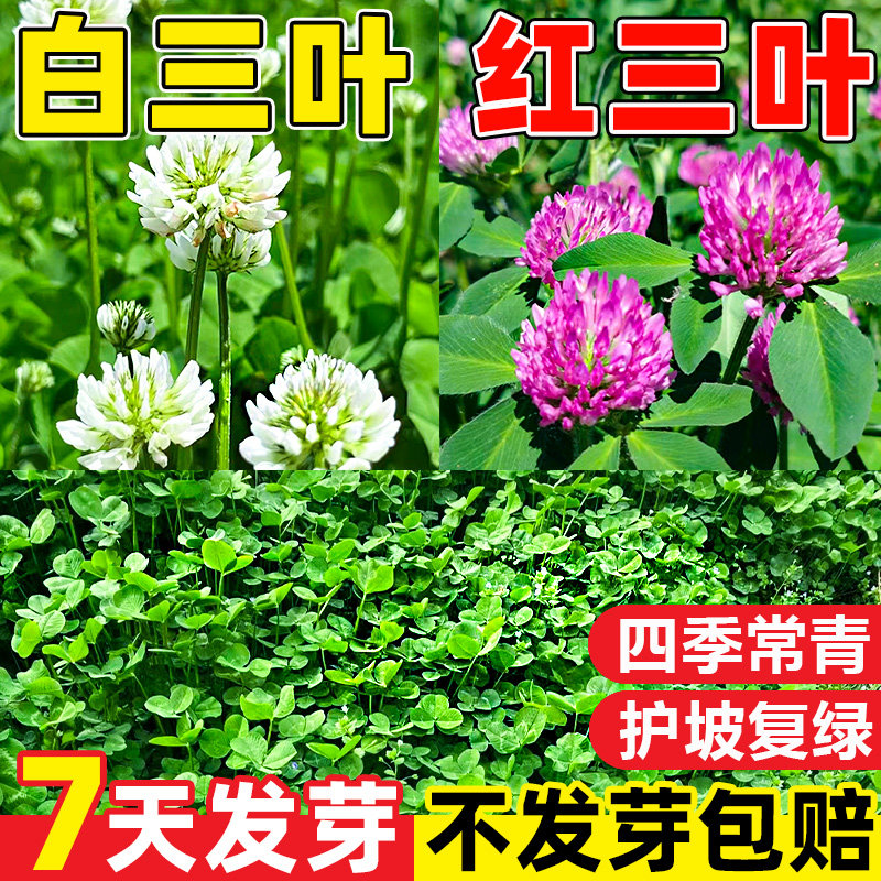进口三叶草种子红三叶白三叶种籽幸运草四季常青耐寒绿化草坪草籽