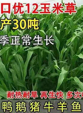进口墨西哥玉米草种籽优12阔