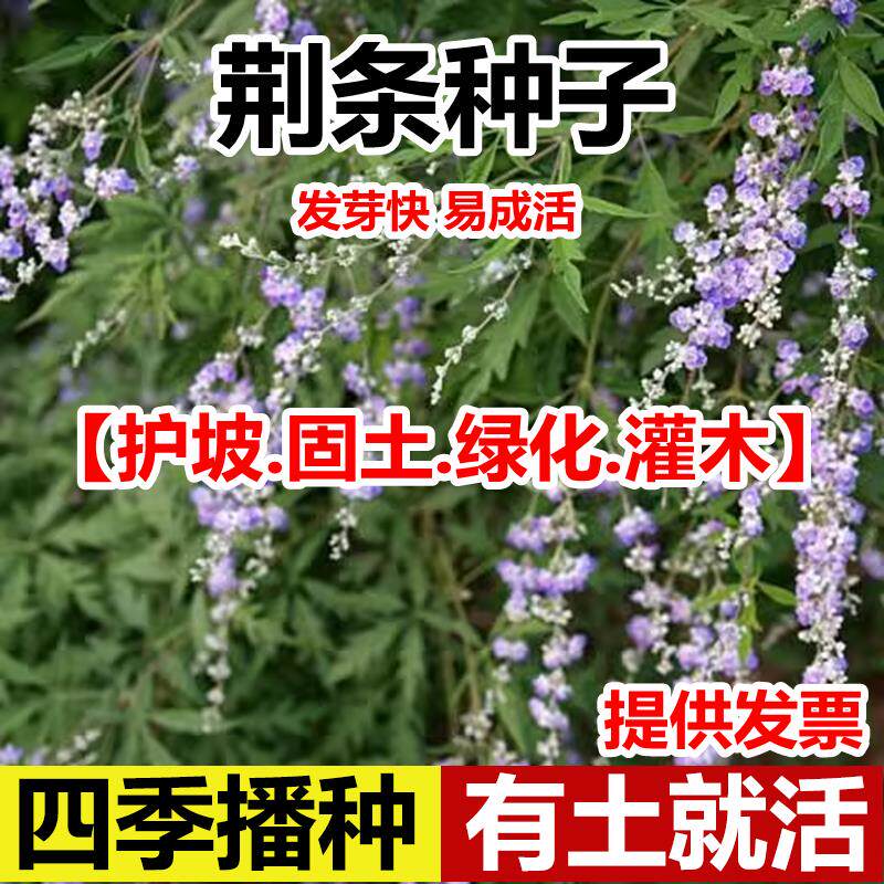荆条种子树籽覆绿蜜源植物