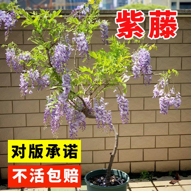 紫藤种子爬花卉植物籽室外