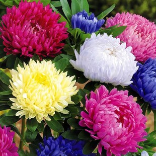 芍药翠菊种子糖果菊七彩五月菊花籽阳台盆栽庭院花园耐寒简单易活