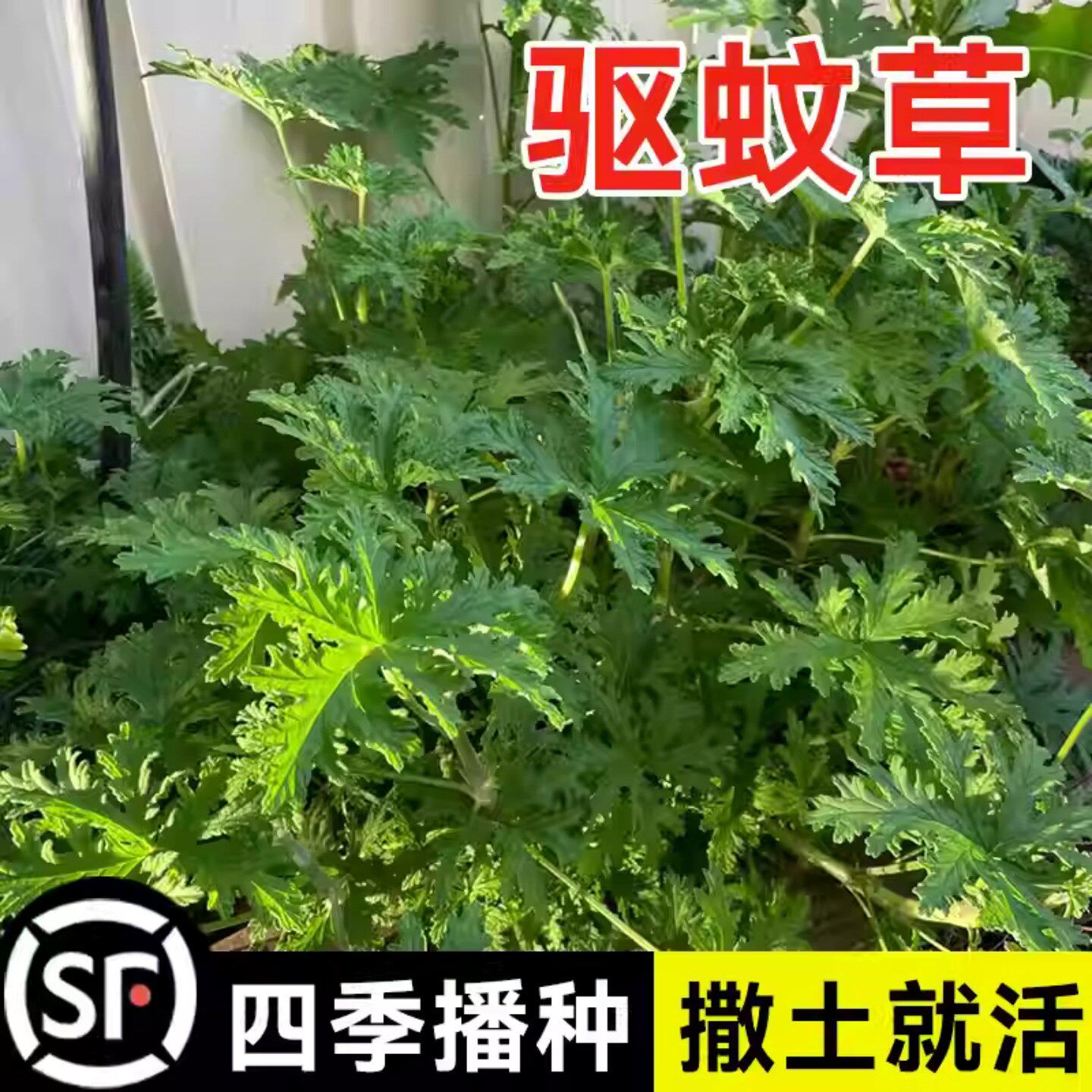 驱蚊草种子室内外防避虫香