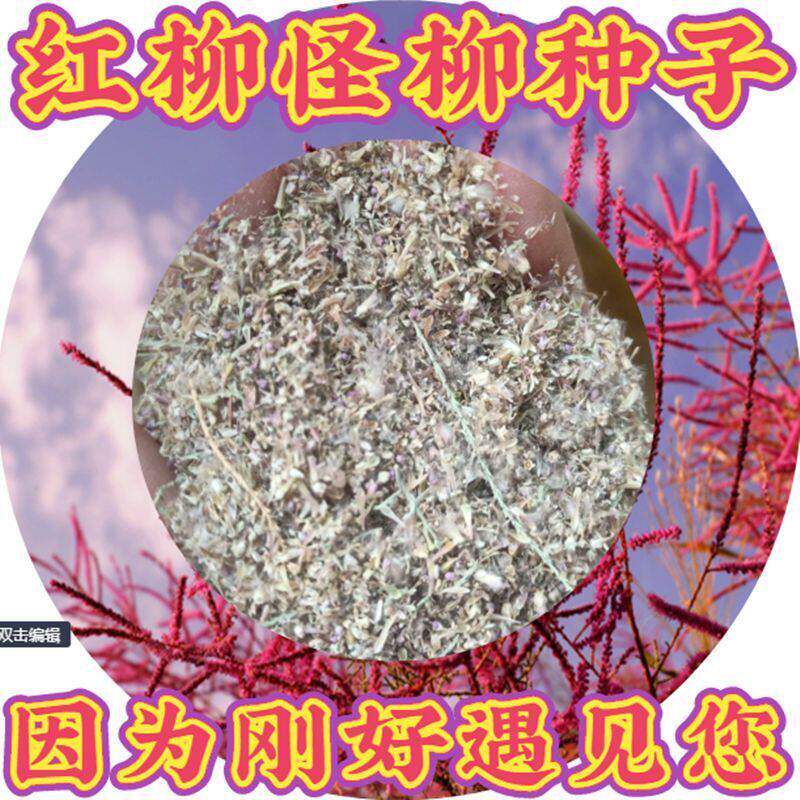 红柳种子柽树怪多枝垂丝