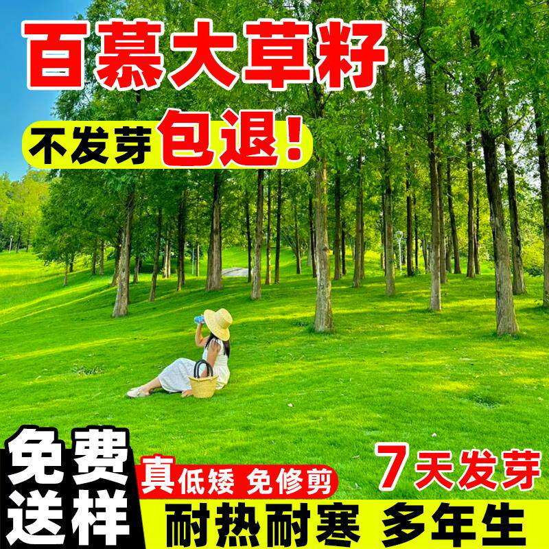 百慕大草籽进口坪种子马尼
