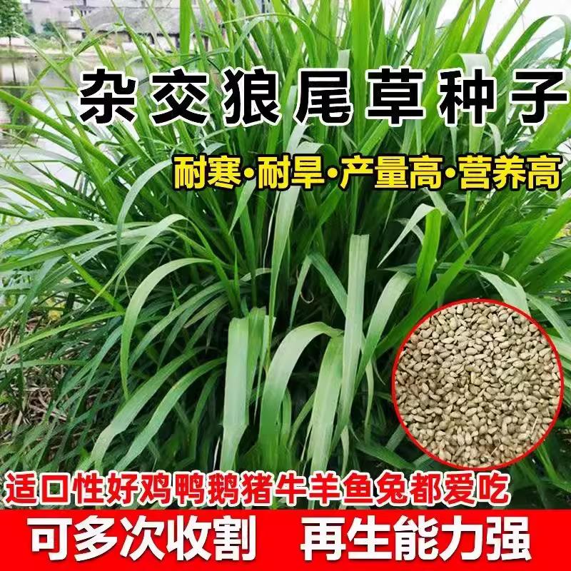 进口高产美洲杂交狼尾草籽