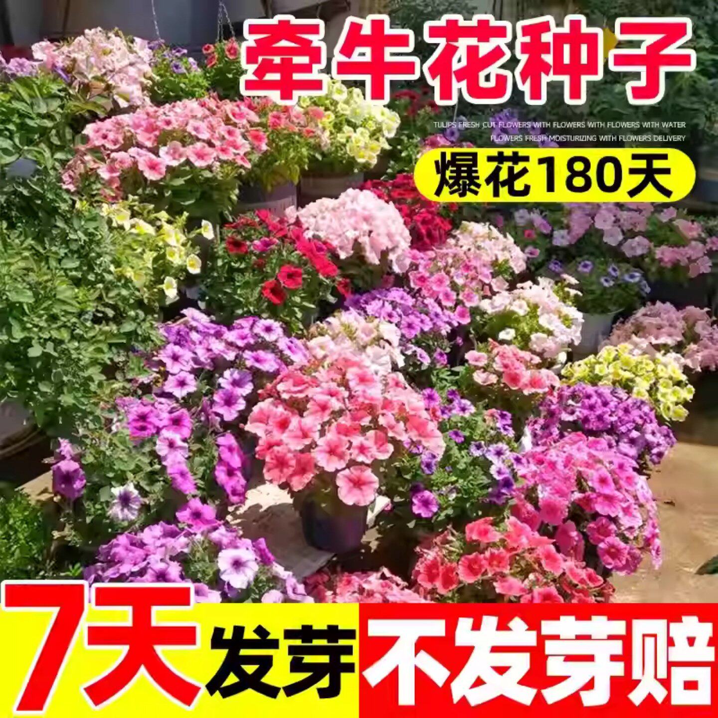 矮牵牛花种子四季播阳台庭