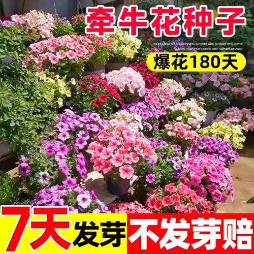 矮牵牛花种子四季播阳台庭