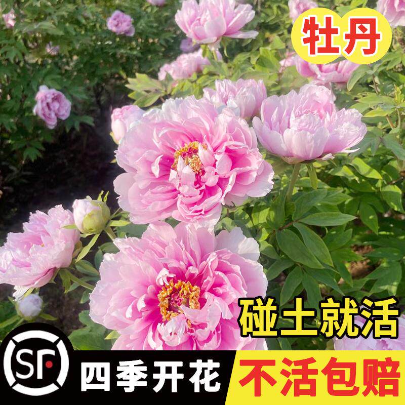 牡丹花种子春播四季庭院阳