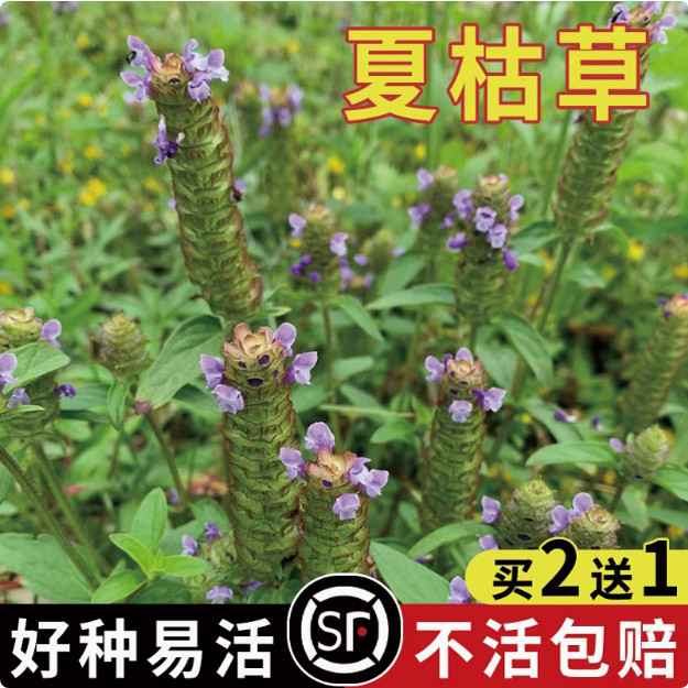 夏枯草种子麦穗花谷古菇球